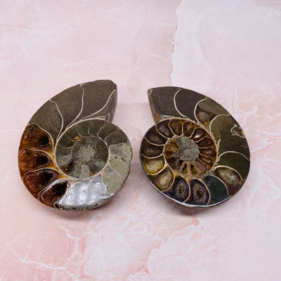 Ammonite Fossil - #AMM-FO07