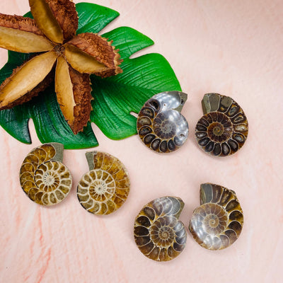 Ammonite Fossil - Small Pairs